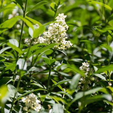 Aitalikusteri - Ligustrum vulgare