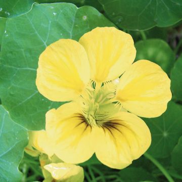 Köynnöskrassi - Tropaeolum ciliatum