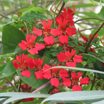 Liekkiköynnöskrassi - Tropaeolum speciosum