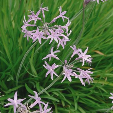 Kuvernöörinkukka Violacea