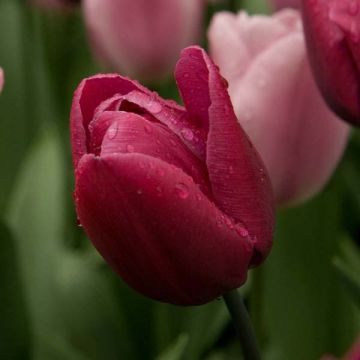 Triumftulppaani Blue Ribbon