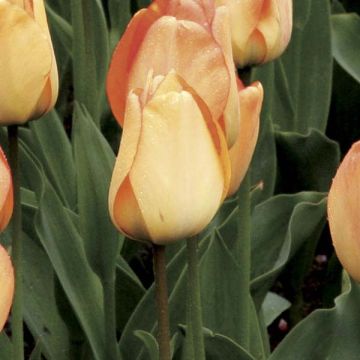 Darwinhybriditulppaani Daydream