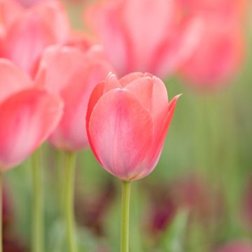 Darwinhybriditulppaani Pink Sound