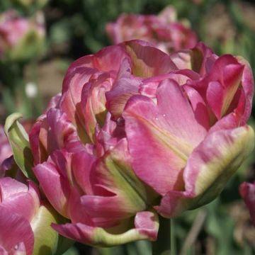 Viherraitatulppaani Groenland Double