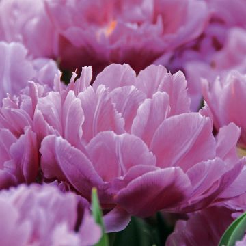 Varhainen kerrottu tulppaani Double Price