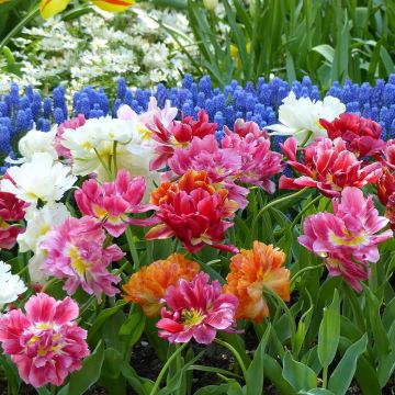 Varhainen kerrottu tulppaani Mix