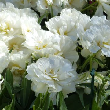 Myöhäinen kerrottu tulppaani Nirvana