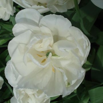 Myöhäinen kerrottu tulppaani White Heart