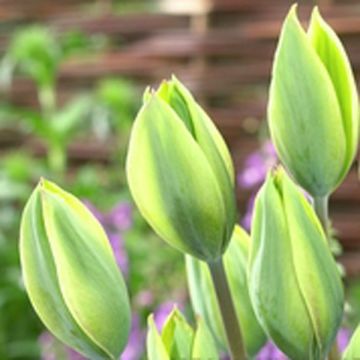 Myöhäinen yksinkertainen tulppaani Evergreen