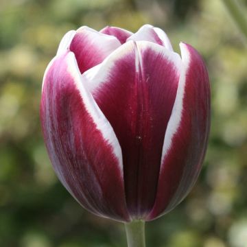 Triumftulppaani Fontainebleau
