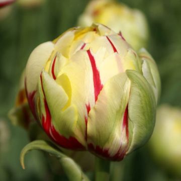 Kerrottu tulppaani Glamour