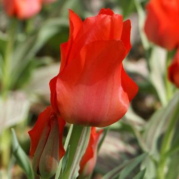 Greigii-tulppaani Petit Chaperon Rouge