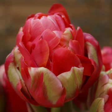 Myöhäinen kerrottu tulppaani Renown Unique