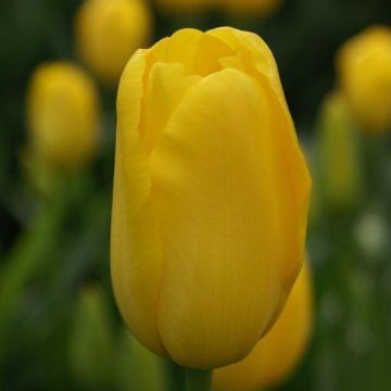 Myöhäinen yksinkertainen tulppaani Roi du Midi