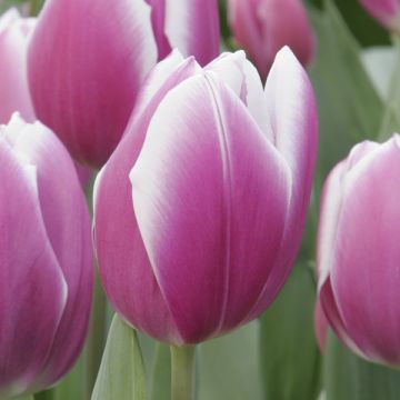 Triumftulppaani Synaeda Blue