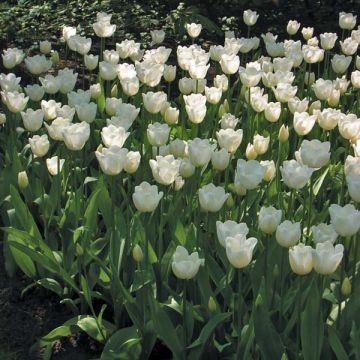 Triumftulppaani Hibernia