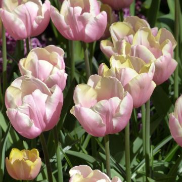 Triumftulppaani Mango Charm