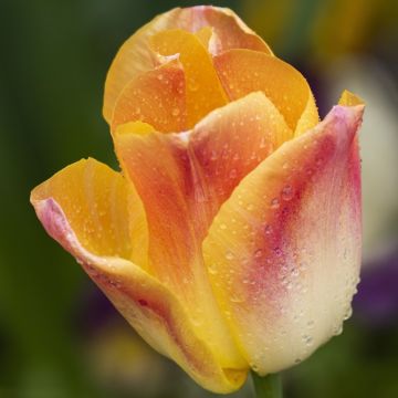Triumftulppaani Salmon Dynasty