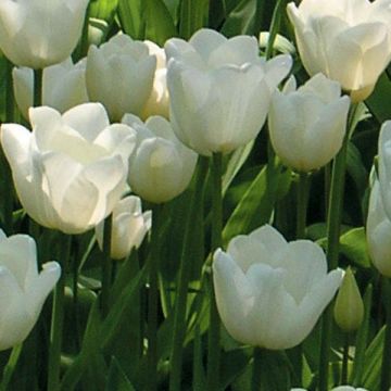 Triumftulppaani White Dream