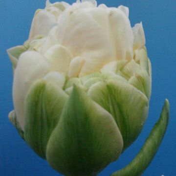 Myöhäinen kerrottu tulppaani White Wow