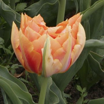 Varhainen kerrottu tulppaani Willem van Oranje