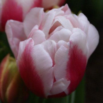 Myöhäinen kerrottu tulppaani Wirosa