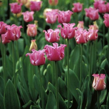 Myöhäinen yksinkertainen tulppaani Picture