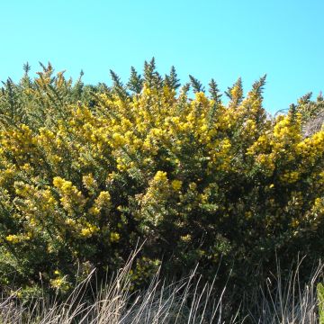 Euroopanpiikkiherne - Ulex europaeus