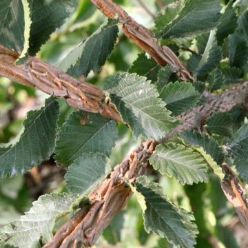 Korkkilehtojalava - Ulmus minor suberosa