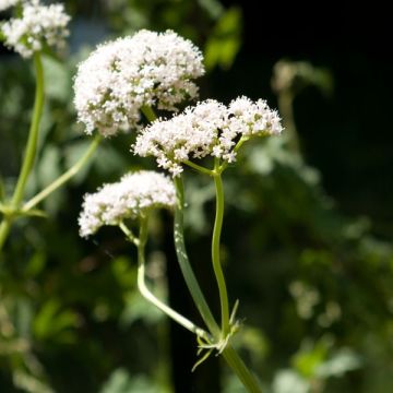 Rohtovirmajuuri - Valeriana officinalis