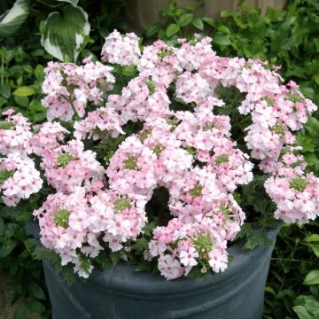 Tarhaverbena Vectura Soft Pink Eye