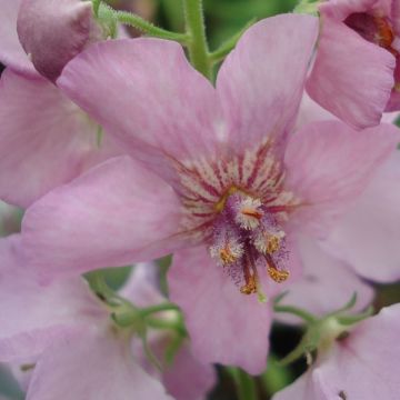 Tulikukka Rosie