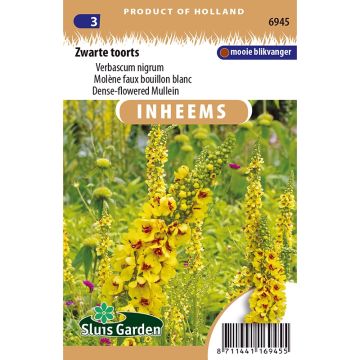Tummatulikukka (siemenet) - Verbascum nigrum