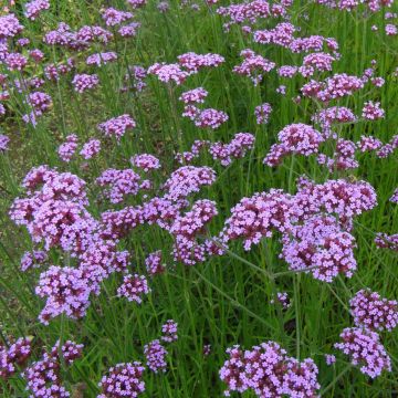 Jättiverbena - Verbena bonariensis