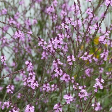 Rohtoverbena Bampton