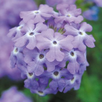 Tarhaverbena tapien sky blue