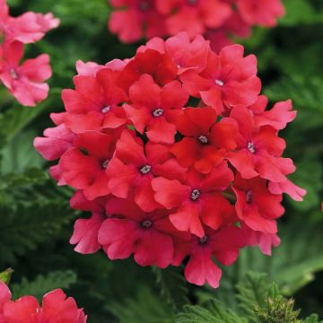 Tarhaverbena Endurascape Hot Pink