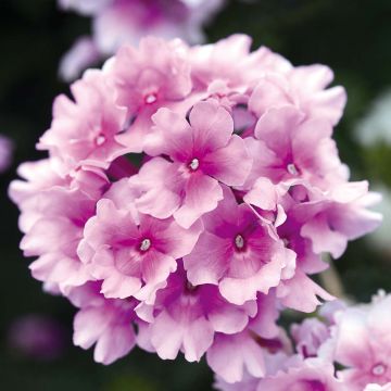 Tarhaverbena Endurascape Pink Bicolour