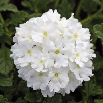 Tarhaverbena Endurascape White