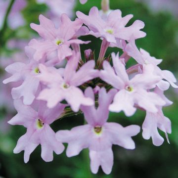 Tarhaverbena Star dreams Patio Lavender