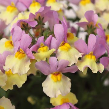 Kohtalonkukka Pink Lemonade