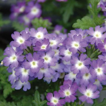 Tarhaverbena Lavender White