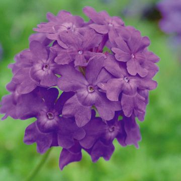 Tarhaverbena Star Dreams Midnght blue