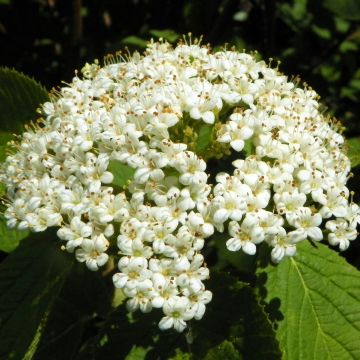 Villaheisi - Viburnum lantana