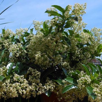 Heisi - Viburnum lucidum