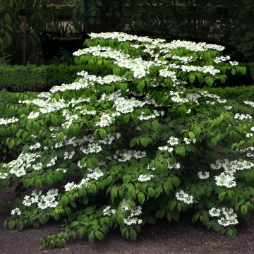 Lumipalloangervo Mariesii