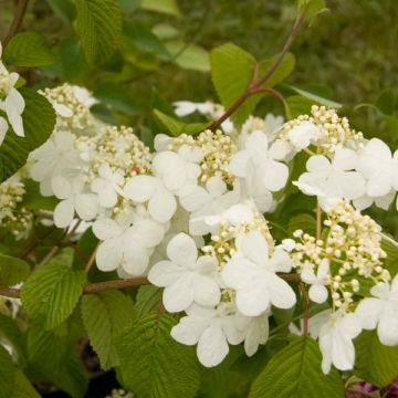 Lumipalloangervo Summer Snow Flake