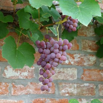 Ojukkaviini Fragola Nera