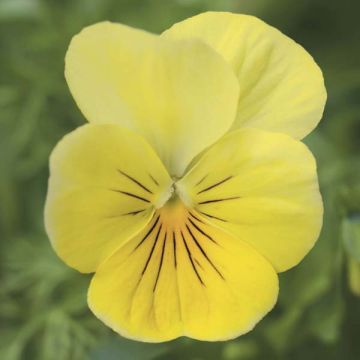 Tarhasarviorvokki Jaune