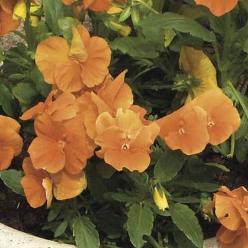 Tarhasarviorvokki Orange